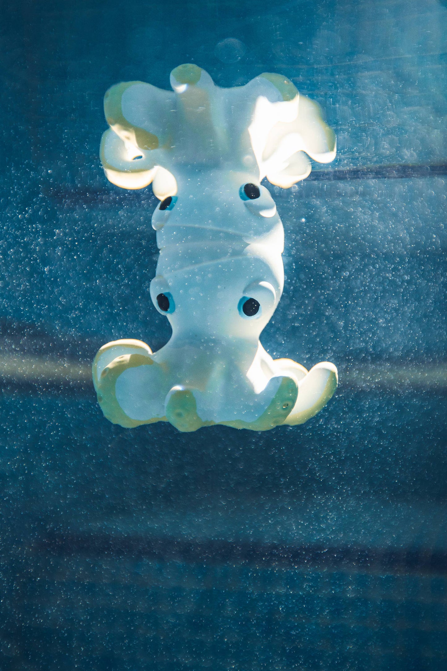 Orlando the Octopus - Natural Baby Bath Toy Oli&Carol