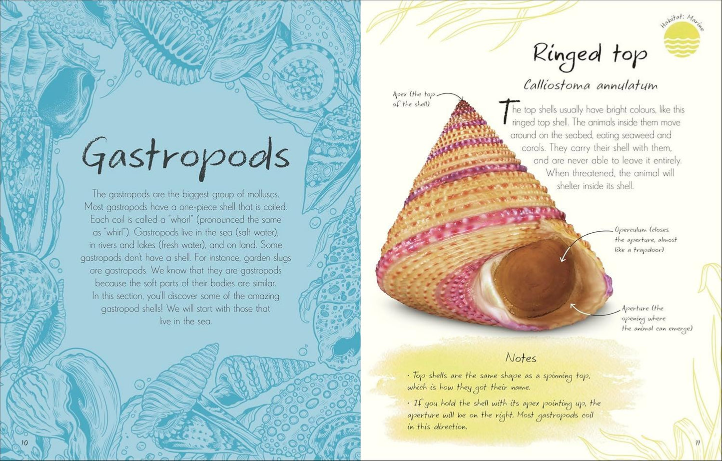 Anthology Of Shells