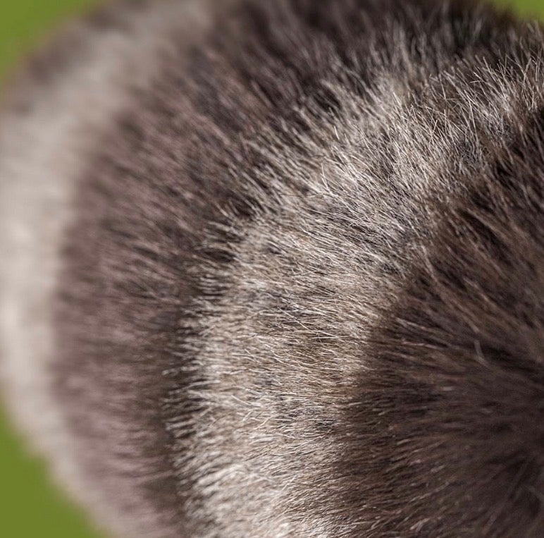 Trixiwoo Raccoon