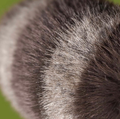 Trixiwoo Raccoon