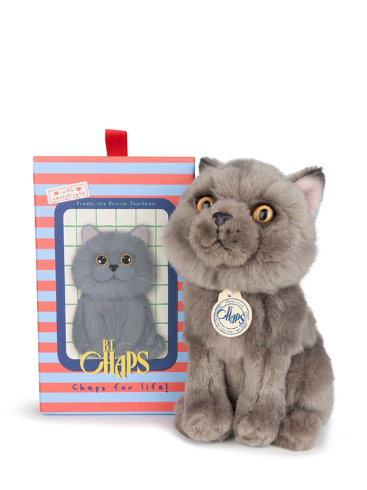 Freddy The British Shorthair