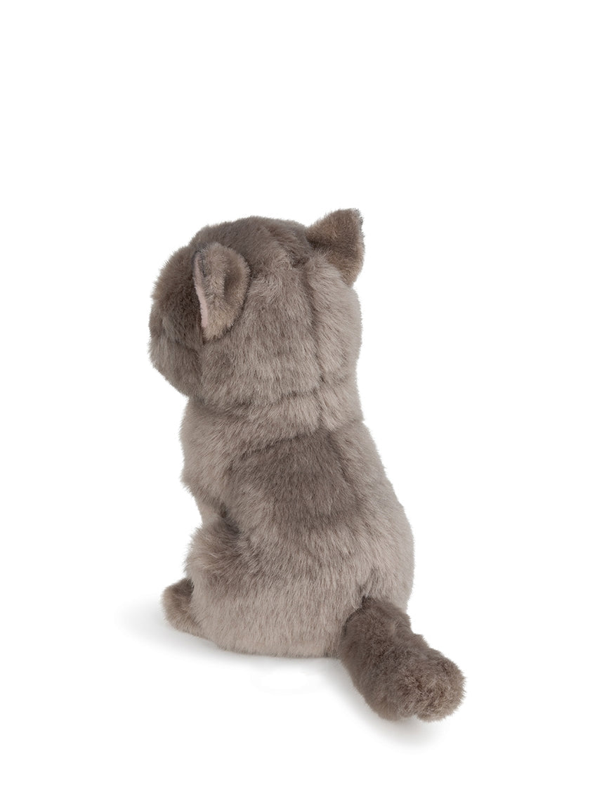 Freddy The British Shorthair
