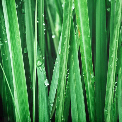 COPAL GREEN Deodorant Spray