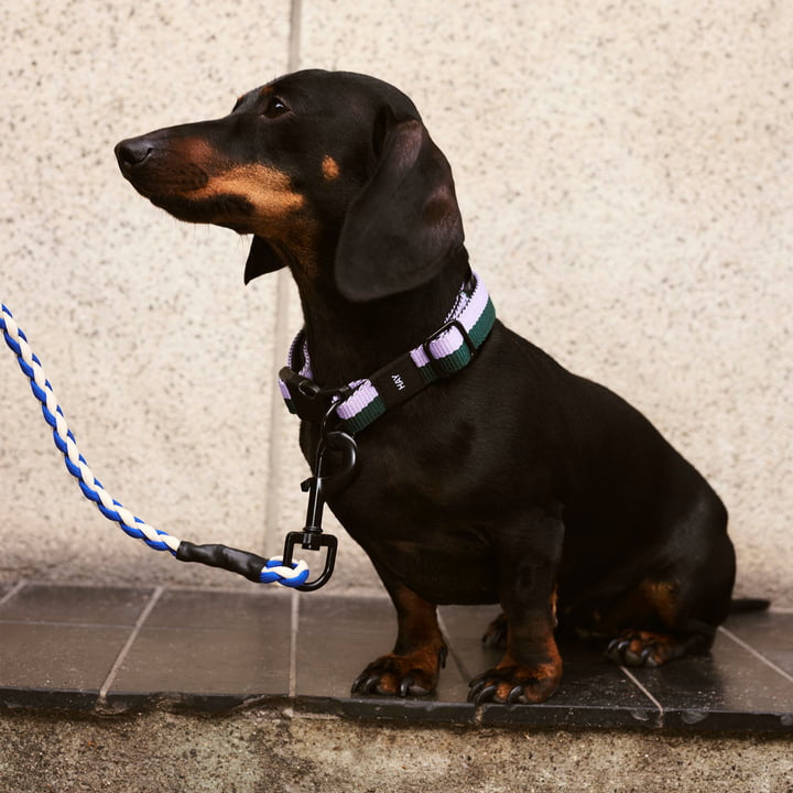 Dog Collar - Lavender/Green