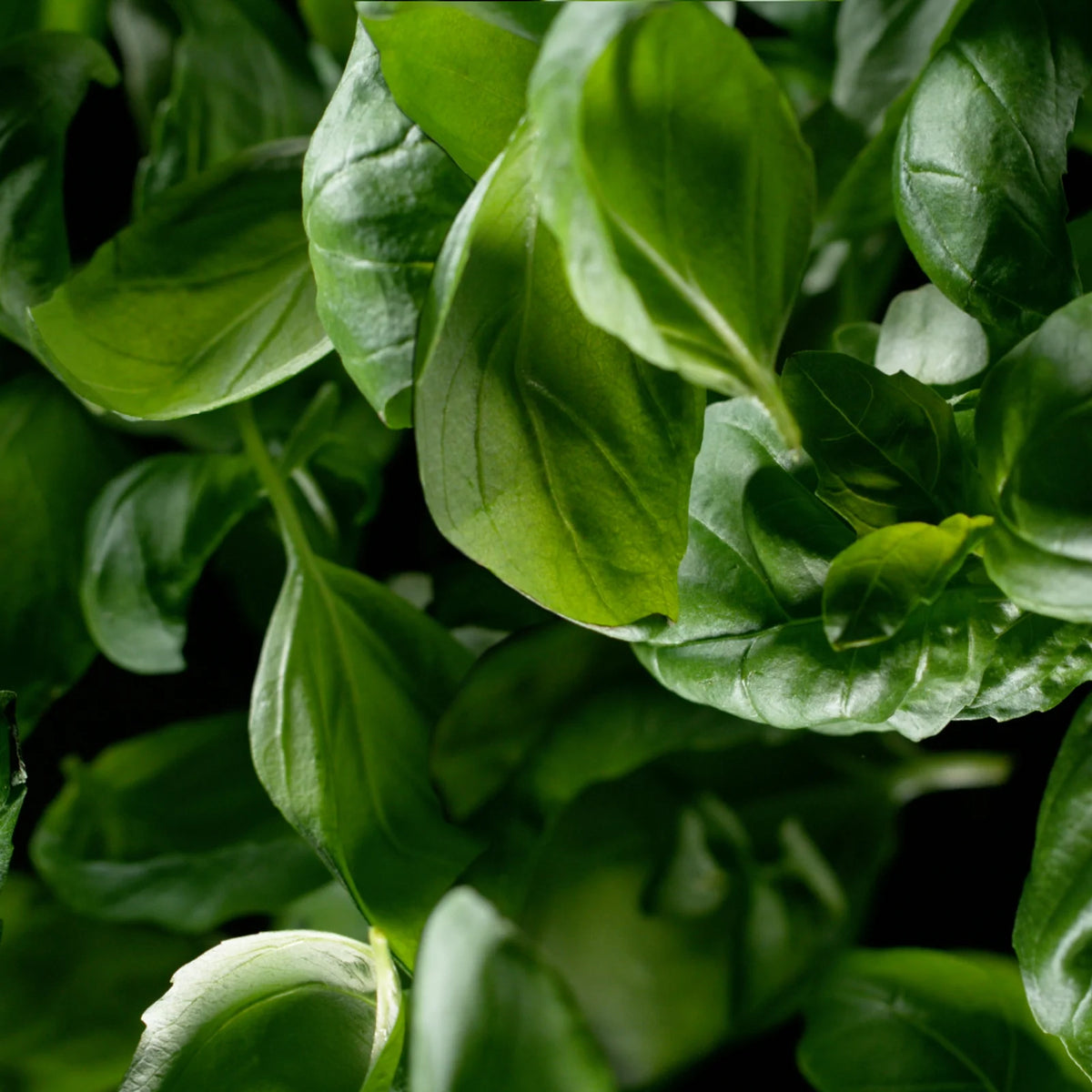 Erbacea