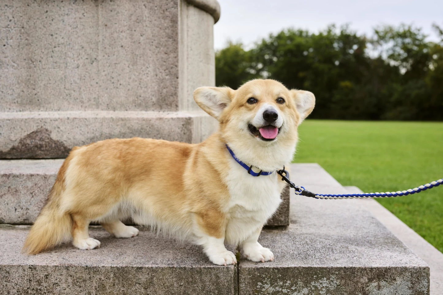 Dog Leash Braided