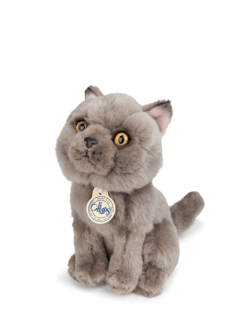 Freddy The British Shorthair