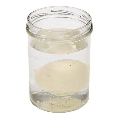 Hatch Your Own Dinosaur Egg